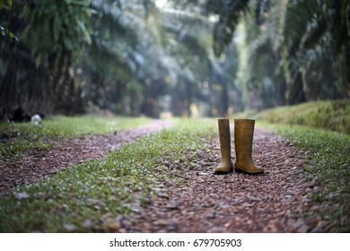 A Yellow Safety Boot At The Walkway In Palm Farm