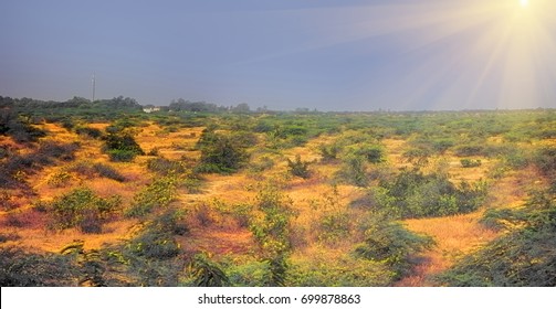 Yellow Savannah. Panorama dry thickets of bush, bush savanna, scrub jungle, thorn bushveld in India. Plateau Deccan foothills, South-East Karnataka