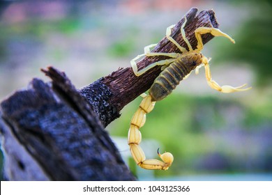 The yellow scorpion