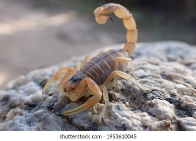 Yellow scorpion close up and daylight 