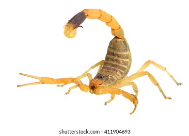 Yellow Scorpion Or Deathstalker (Leiurus Quinquestriatus).