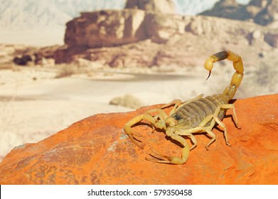 Yellow Scorpion on red sand stone with mountain of colored stony desert landscape in soft background. Close up