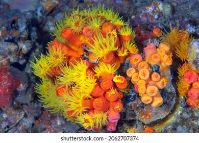 yellow sea anemone, Tubastraea, also known as sun coral or sun polyps, is a genus of coral in the phylum Cnidaria. It is a cup coral in the family Dendrophylliidae.