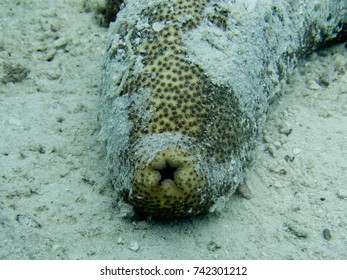 Yellow Sea Cucumber 