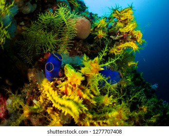 Yellow Sea Cucumber With Blue Sea Squirt