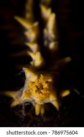 Yellow Sea Cucumber (Colochirus Robustus)