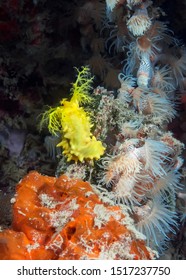 Yellow Sea Cucumber On Corals With Actinias.