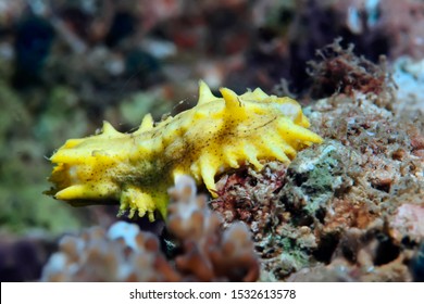 Yellow Sea Cucumber On Corals. Philippines