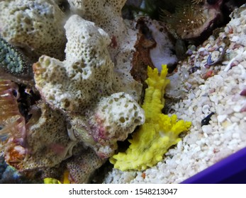 The Yellow Sea Cucumber On The Rocks 