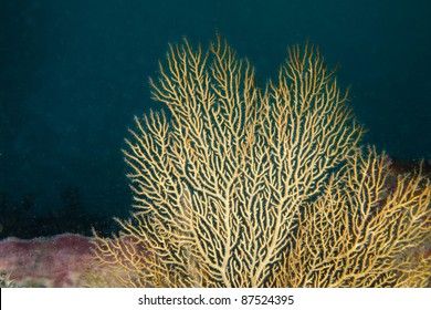 Yellow Sea Fan