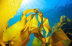 Yellow Sea Grass Of The Underwater World. Sea Grass Underwater. Underwater Sea Grass. Yellow Sea Grass Underwater