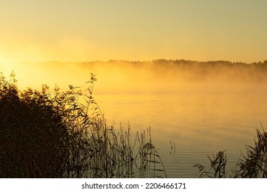 Yellow Sea Smoke In Finnish Archipelago In Misty Sunny September Morning With Dark Silhouettes Of Reed Growing At Seashore