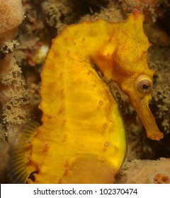 Yellow Seahorse