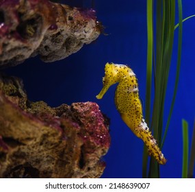 A Yellow Seahorse In An Aquarium.