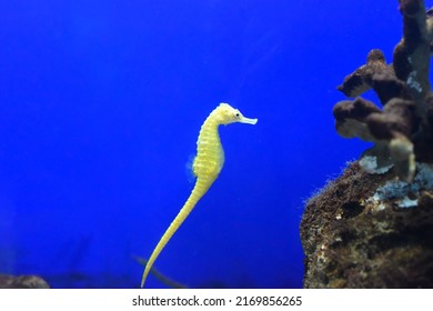 A Yellow Seahorse In An Aquarium