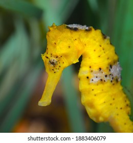 Yellow seahorse close-up over green algae background. Zoology, biology, wildlife, environmental conservation, research, education, zoo laboratory - Powered by Shutterstock