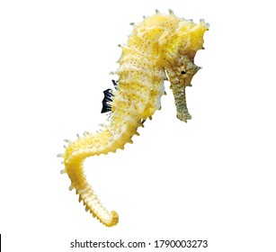 Yellow Seahorse Isolated On White Background