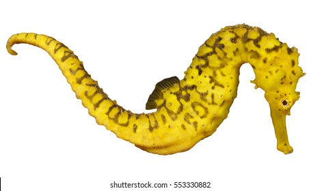 Yellow Seahorse Isolated On White Background. Tigertail Seahorse. Sea Horse