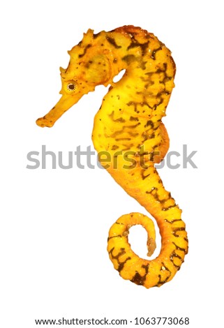 Yellow Seahorse isolated on white background. Tigertail Seahorse cutout