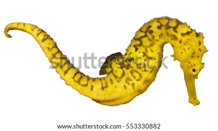 Yellow Seahorse isolated on white background. Tigertail Seahorse. Sea horse