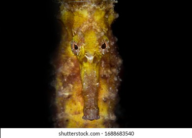 Yellow Seahorse On Coral Reef