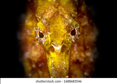 Yellow seahorse on coral reef