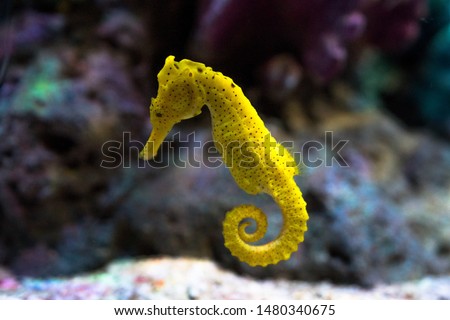 Yellow seahorses are swimming among the corals.