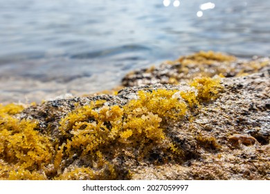 Yellow seaweed (like sea grapes) close-up on rocks with waves. Wild Mediterranean sea shore with sun beam. Greece coast near Athens. Natural macro botany plants sea life - Powered by Shutterstock