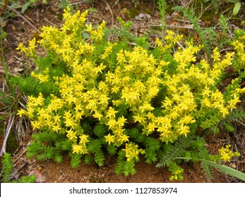 Yellow Sedum Acre In Garden