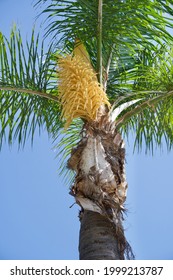 Yellow Seed Of King Palm Tree 