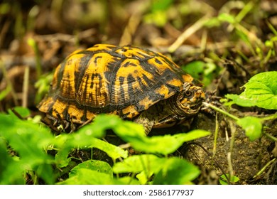 Yellow Shell of Eastern Box Turtle in Shenandoah National Park