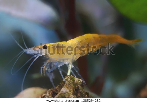 Yellow Shrimp Ornamental Shrimp Aquascape Stock Photo Edit Now 1385294282