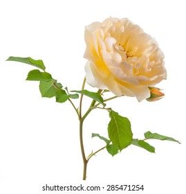 yellow shrub rose isolated on white background