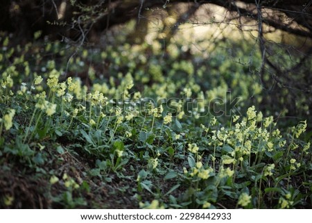 Yellow sikkim cowslip field. Nature in spring primula veris wildflower