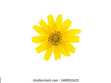 Yellow singapore daisy flower isolated on white background