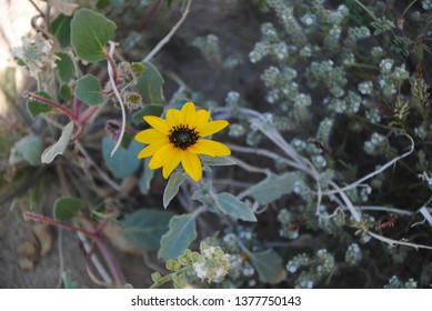 Yellow Single Desert Flowers