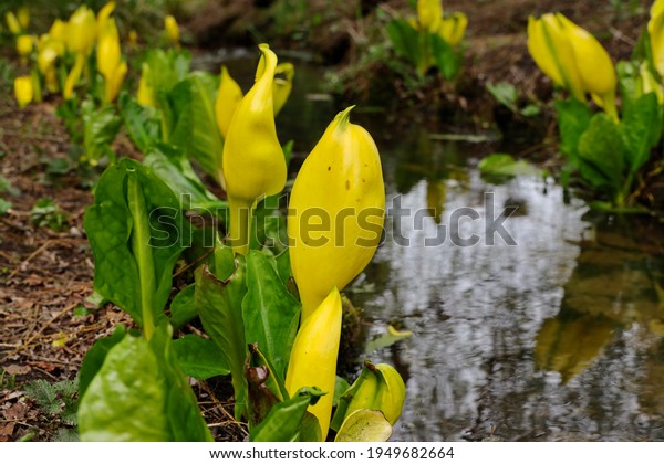 Yellow skunk cabbage  growing on the bank of the
stream.Lysichiton americanus, also called western skunk cabbage,
yellow skunk cabbage or swamp lantern, is a plant found in swamps
and wet woods.