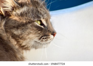 Yellow Slanted Eyes, Cat Face Profile