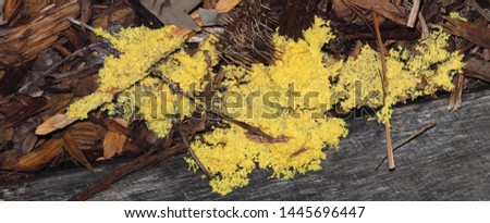 Yellow slime mold, Fuligo septica. This large amoeboid protist lives in the soil as small single cells, but emerges to create a large network mass that transforms into spores.  