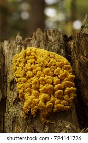 Yellow Slime Mold On Wood (Mycetozoa Fulgio Septica)