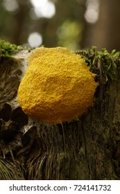 Yellow Slime Mold On Wood (Mycetozoa Fulgio Septica)