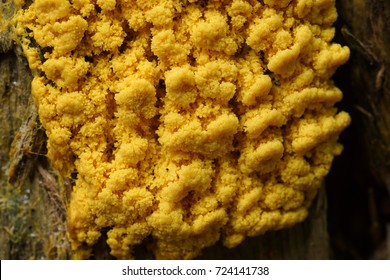 Yellow Slime Mold On Wood (Mycetozoa Fulgio Septica)