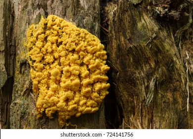 Yellow Slime Mold On Wood (Mycetozoa Fulgio Septica)