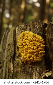 Yellow Slime Mold On Wood (Mycetozoa Fulgio Septica)