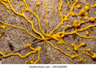 Yellow Slime Mold Onfallen Leaf 