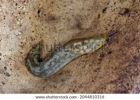 Yellow Slug - Limax flavus, olive coloured garder mollusc