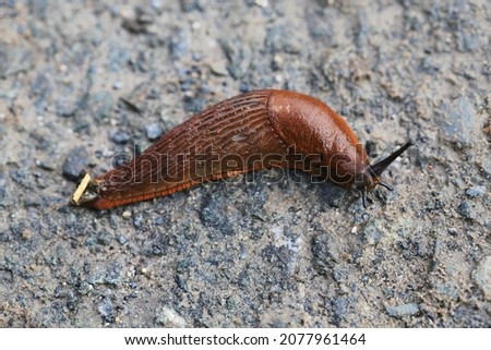 Yellow slug on a road in November