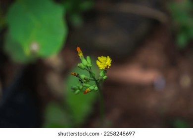 yellow small flower in the forest - Shutterstock ID 2258248697