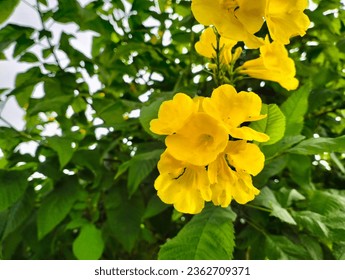 Yellow small Golden Trumpet flower hanging in the tree brunch in the day time.
