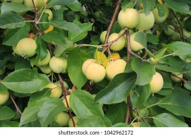 Yellow Small Ripe Apples. Harvest Of The Ural Bulk Grade In Siberia.